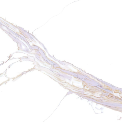 calacatta-chenonceau